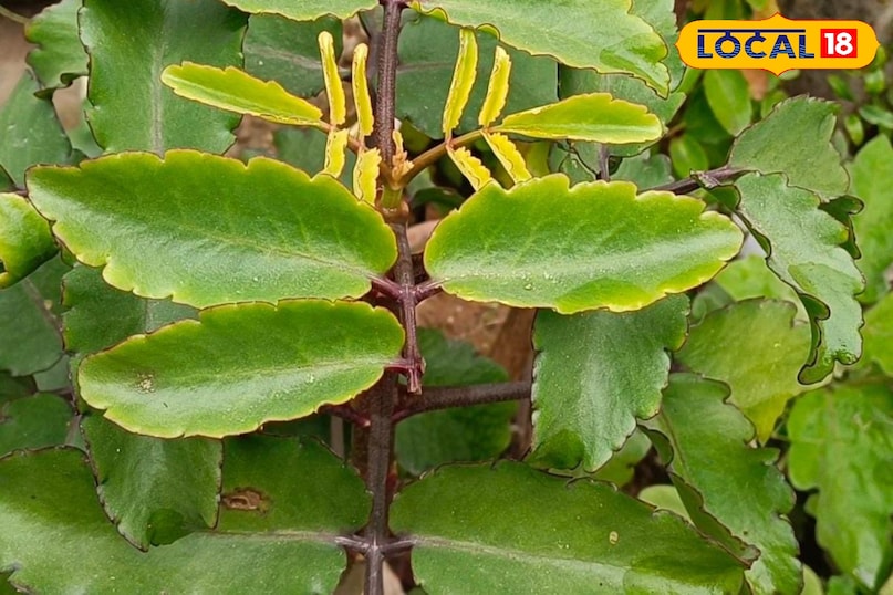 Moradabad news, hindi news,up news, local news मुरादाबाद समाचार, हिंदी समाचार, यूपी समाचार, लोकल समाचार।