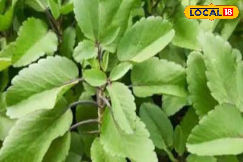 Moradabad news, hindi news,up news, local news मुरादाबाद समाचार, हिंदी समाचार, यूपी समाचार, लोकल समाचार।