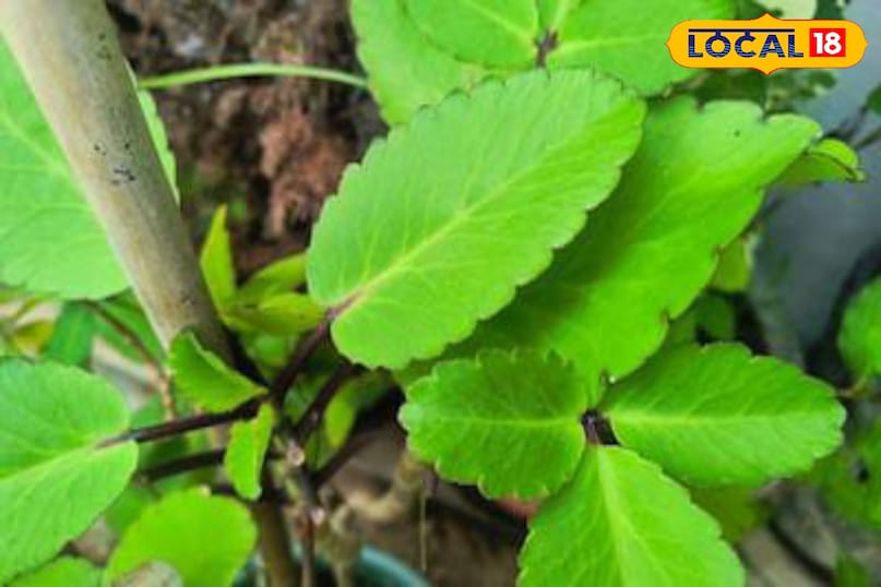 Moradabad news, hindi news,up news, local news मुरादाबाद समाचार, हिंदी समाचार, यूपी समाचार, लोकल समाचार।