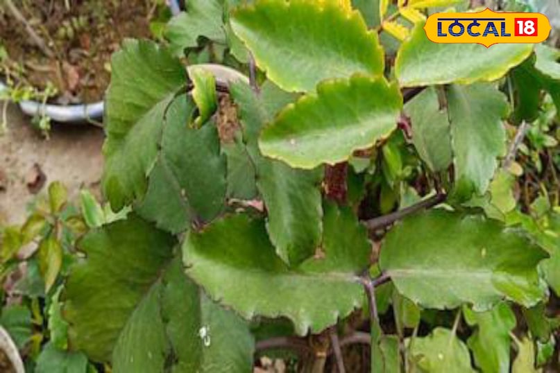 Moradabad news, hindi news,up news, local news मुरादाबाद समाचार, हिंदी समाचार, यूपी समाचार, लोकल समाचार।