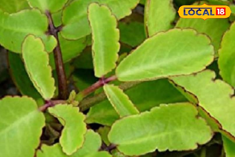 Moradabad news, hindi news,up news, local news मुरादाबाद समाचार, हिंदी समाचार, यूपी समाचार, लोकल समाचार।