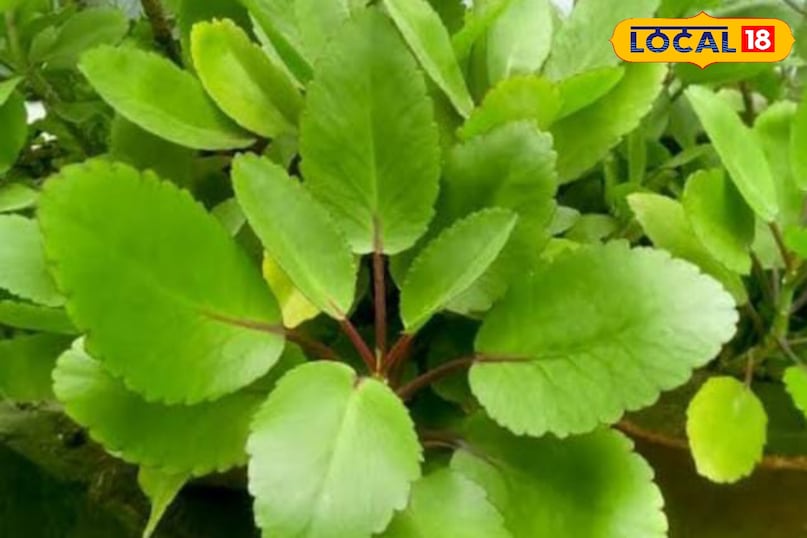 Moradabad news, hindi news,up news, local news मुरादाबाद समाचार, हिंदी समाचार, यूपी समाचार, लोकल समाचार।