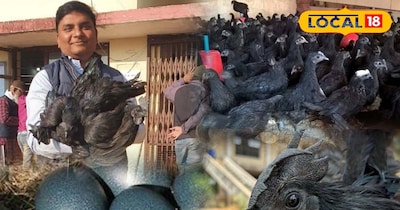 कड़कनाथ मुर्गा.