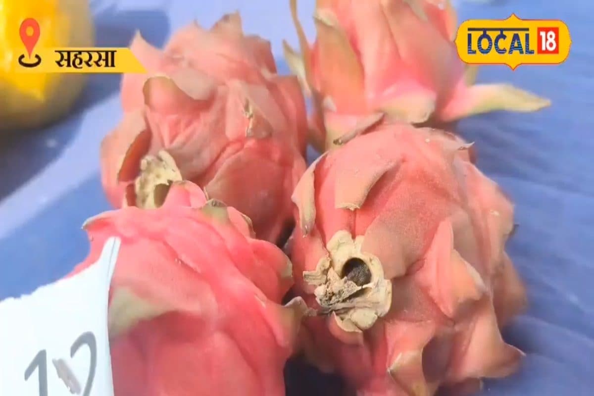 यूट्यूब से मिला आइडिया.. किसान अजीम ने सहरसा की मिट्टी में उगा दिया विदेशी फल