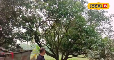 आम का बाग 