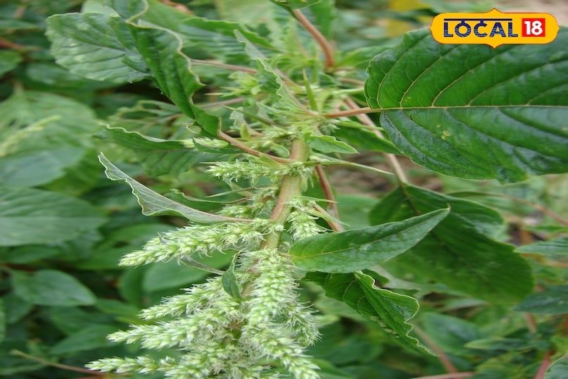 चौलाई के लड्डू बनाने की शुरुआत चौलाई के बीजों को भूनने से होती है. सबसे पहले कच्चे बीजों को साफ करके भारी तले की कड़ाही में मध्यम आंच पर भुना जाता है. भूनते समय बीज धीरे-धीरे फूलने लगते हैं और हल्के सुनहरे रंग के हो जाते हैं. यह स्टेप बहुत महत्वपूर्ण है क्योंकि यही बीजों को लड्डू में एक खास फूली और कुरकुरी बनावट देता है. इन बीजों को लगातार हिलाते रहना चाहिए ताकि वे बराबर भूनें और जलें नहीं. यह प्रक्रिया पॉपकॉर्न की तरह होती है, जिसमें बीज फूले हुए दिखाई देते हैं. चौलाई के लड्डू बनाने की शुरुआत चौलाई के बीजों को भूनने से होती है. सबसे पहले कच्चे बीजों को साफ करके भारी तले की कड़ाही में मध्यम आंच पर भुना जाता है. भूनते समय बीज धीरे-धीरे फूलने लगते हैं और हल्के सुनहरे रंग के हो जाते हैं. यह स्टेप बहुत महत्वपूर्ण है क्योंकि यही बीजों को लड्डू में एक खास फूली और कुरकुरी बनावट देता है. इन बीजों को लगातार हिलाते रहना चाहिए ताकि वे बराबर भूनें और जलें नहीं. यह प्रक्रिया पॉपकॉर्न की तरह होती है, जिसमें बीज फूले हुए दिखाई देते हैं.