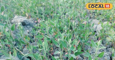 खेतों में उगा बथुआ