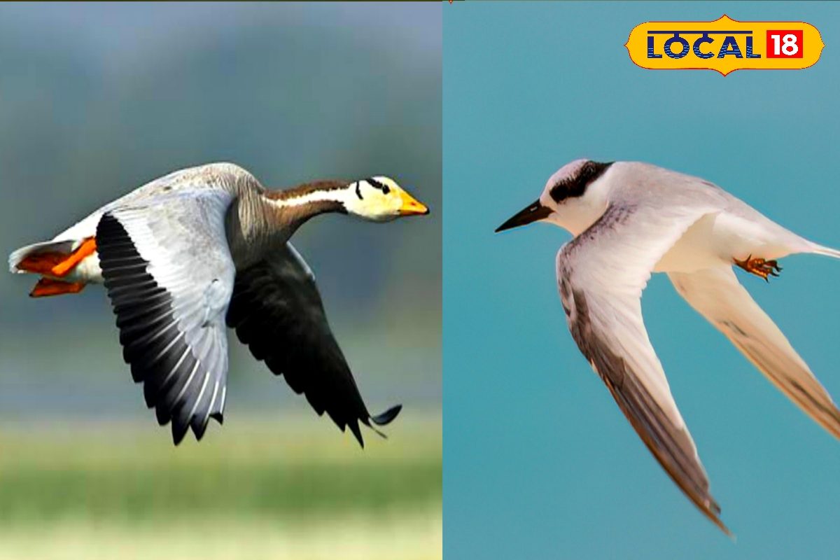 बिहार के इन दो पक्षियों ने पहली बार किया ऐसा काम, बन गया अनोखा विश्व रिकॉर्ड!