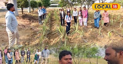 आम बगीचों के बीच अनानास की इंटरक्रॉपिंग: फसल चक्र बदलाव की नई मिसाल