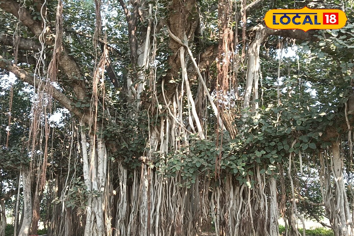 इतना बड़ा कि 1 बीघा ढक ले! ये बरगद का पेड़ हेरिटेज ट्री घोषित, जानें उम्र