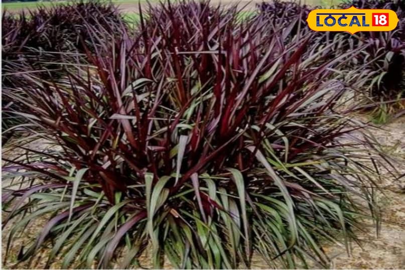 हरा चारा हरा चारा