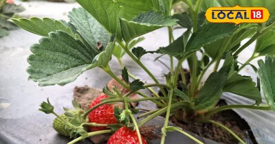 किसान एक फसल पर कमा रहा 5 से 6 लख रुपए मुनाफा