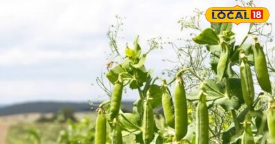 दिसंबर के आखिरी दिनों में भी मटर की खेती 