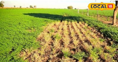 Protect, chickpeas , lentils, frost, affected, crop, destroyed,