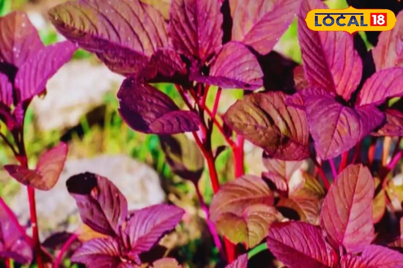 Moradabad news, local news,up news, hindi news, मुरादाबाद समाचार, यूपी समाचार, हिंदी समाचार,लोकल समाचार।