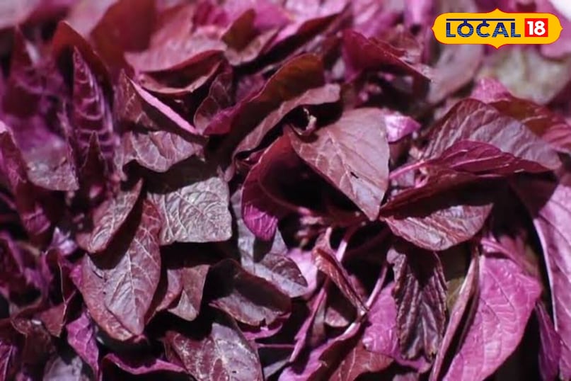 Moradabad news, local news,up news, hindi news, मुरादाबाद समाचार, यूपी समाचार, हिंदी समाचार,लोकल समाचार।