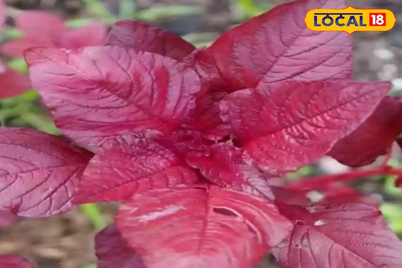 Moradabad news, local news,up news, hindi news, मुरादाबाद समाचार, यूपी समाचार, हिंदी समाचार,लोकल समाचार।