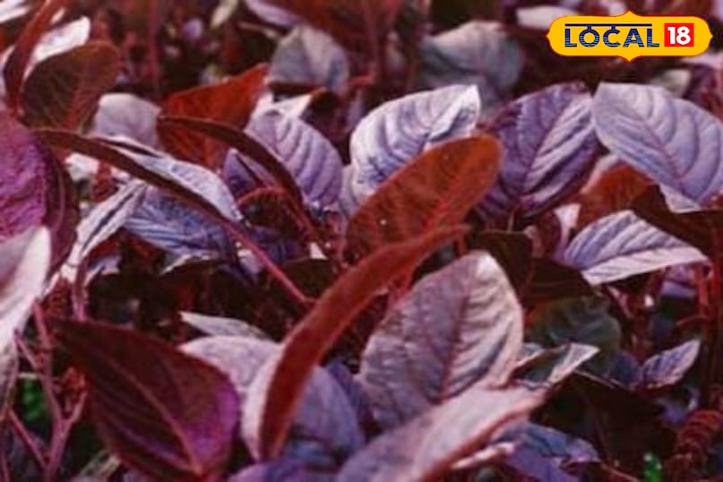 Moradabad news, local news,up news, hindi news, मुरादाबाद समाचार, यूपी समाचार, हिंदी समाचार,लोकल समाचार।