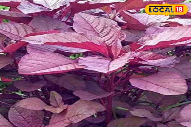 Moradabad news, local news,up news, hindi news, मुरादाबाद समाचार, यूपी समाचार, हिंदी समाचार,लोकल समाचार।