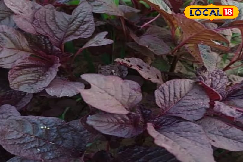 Moradabad news, local news,up news, hindi news, मुरादाबाद समाचार, यूपी समाचार, हिंदी समाचार,लोकल समाचार।