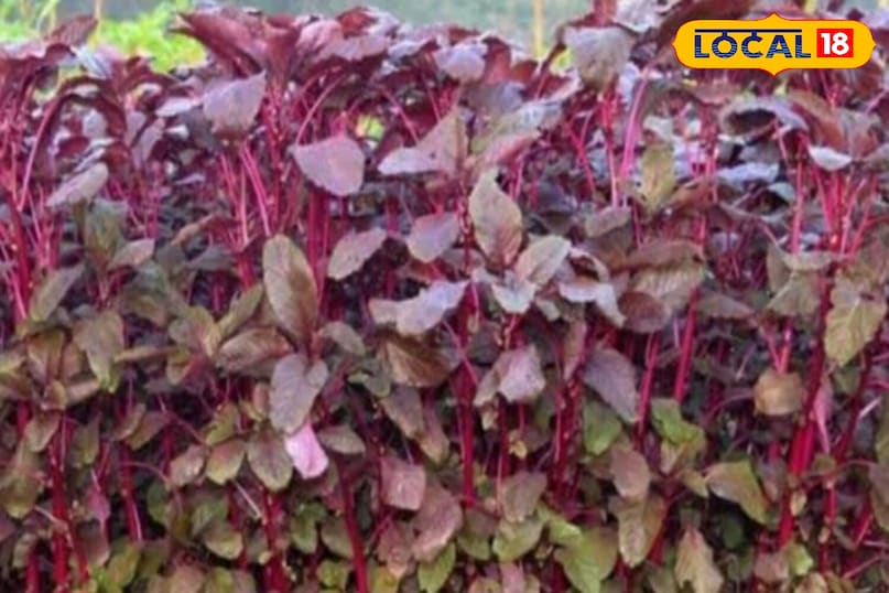 Moradabad news, local news,up news, hindi news, मुरादाबाद समाचार, यूपी समाचार, हिंदी समाचार,लोकल समाचार।