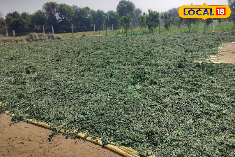 सहजन के पत्ते 