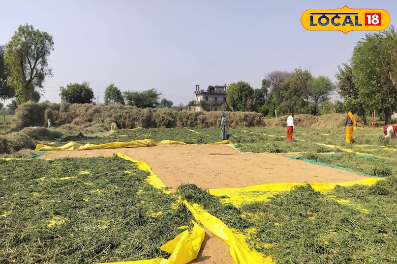 सहजन के पत्ते 