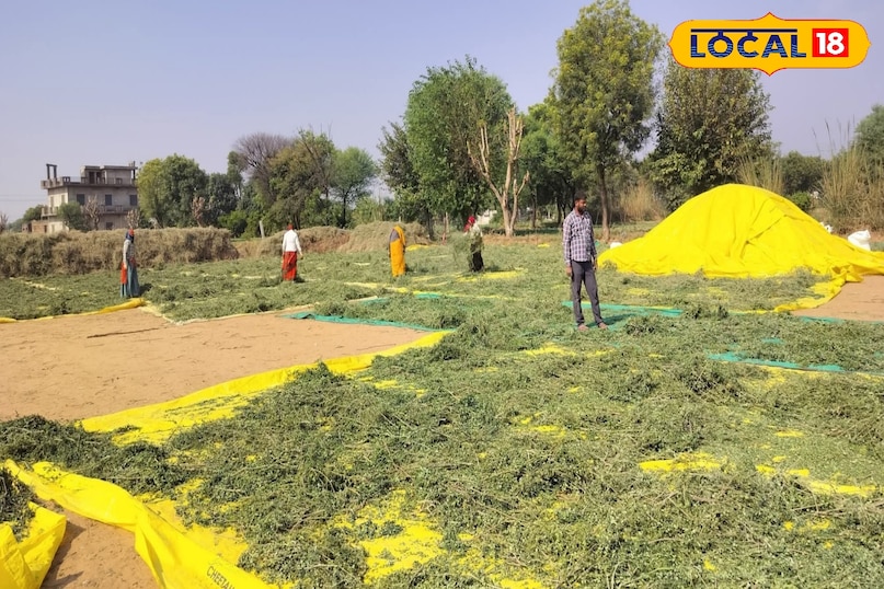 सहजन के पत्ते 