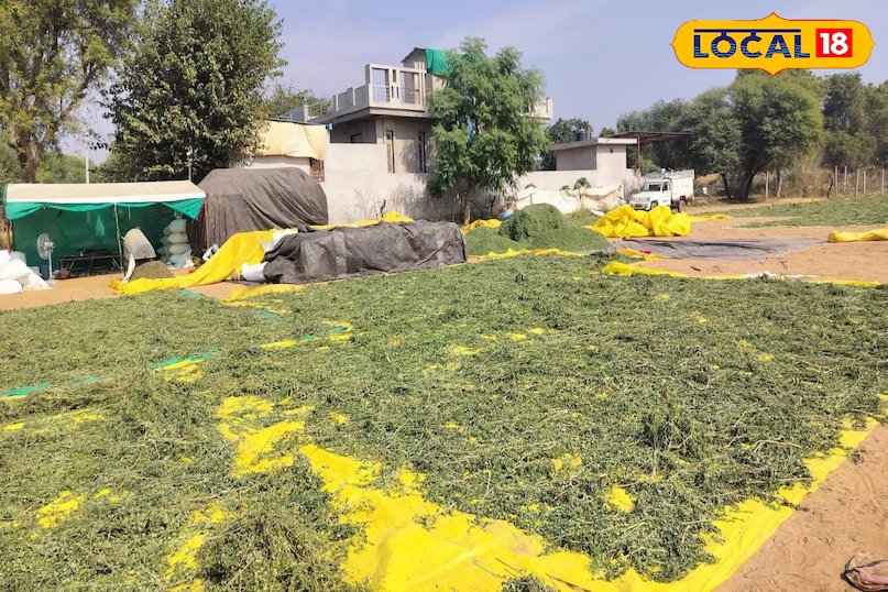 सहजन के पत्ते 