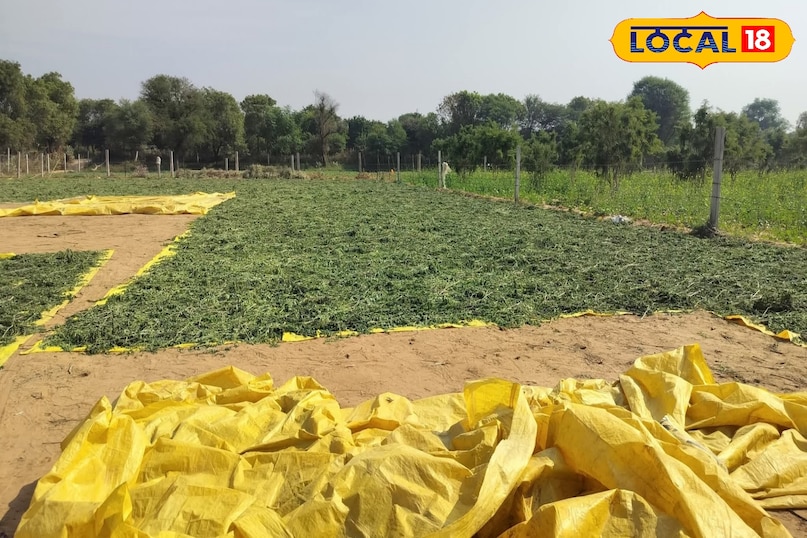 सहजन के पत्ते 