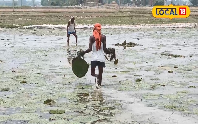 मखाने की खेती में करें इस घातक रोग की पहचान और वैज्ञानिक प्रबंधन