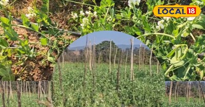 मटर की खेती उन्नत किस्म