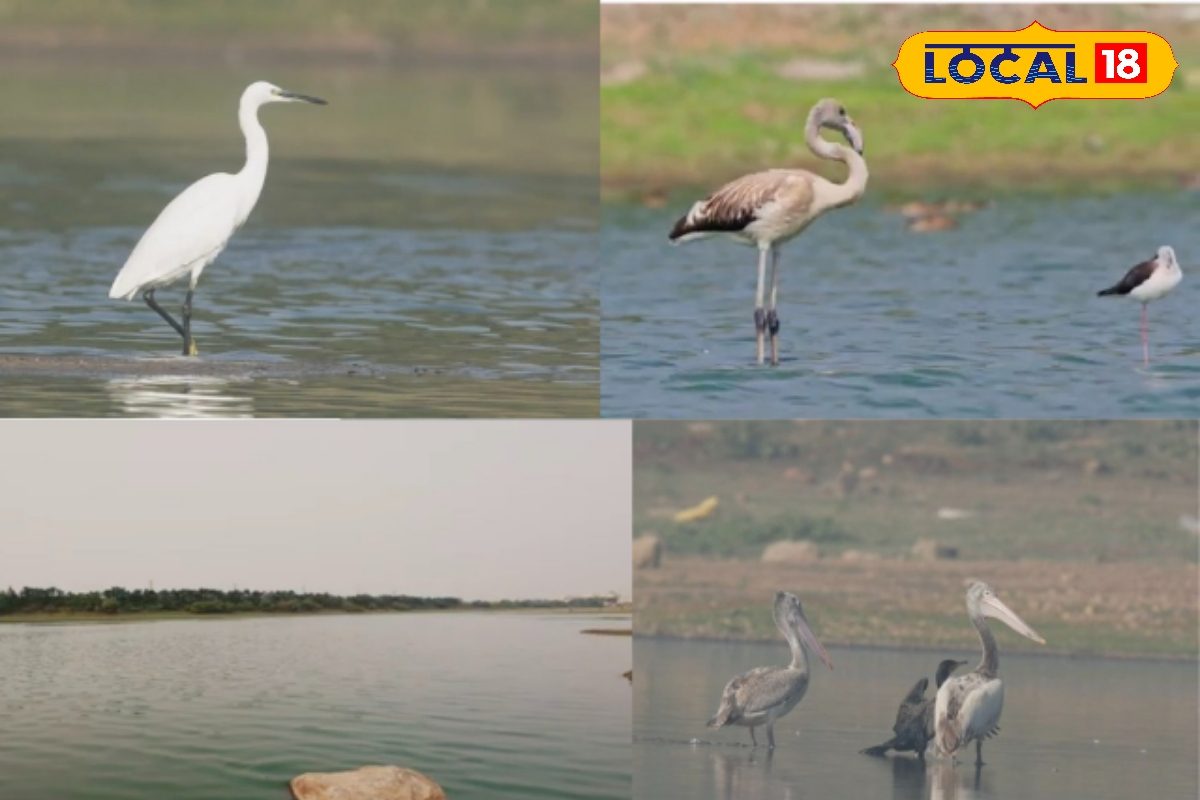 हैदराबाद के पास है एक ऐसी झील दिखते हैं विदेश के अजीब पक्षी जानें लोकेशन