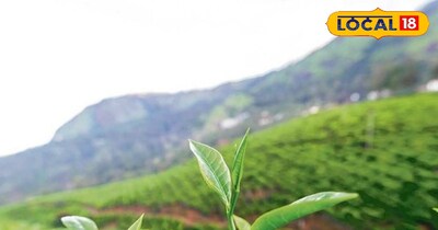 धूप से भरी सुबह में गर्म चाय की चुस्की, जो दिलाए पहाड़ों की ताज़ी हवा का एहसास