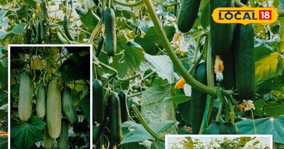 खीरे की खेती 