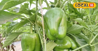 सर्दियों में शिमला मिर्च की बढ़ जाती है मांग