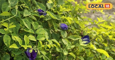 अपराजिता 