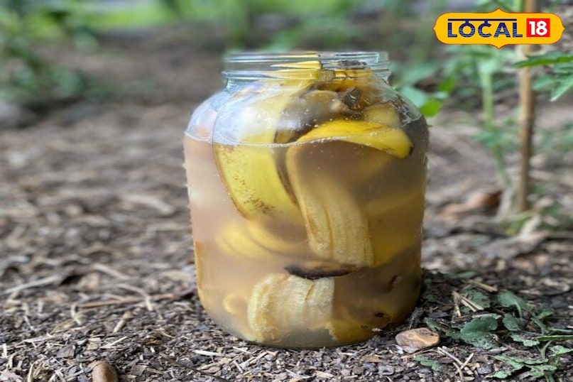 ऑर्गेनिक खाद 