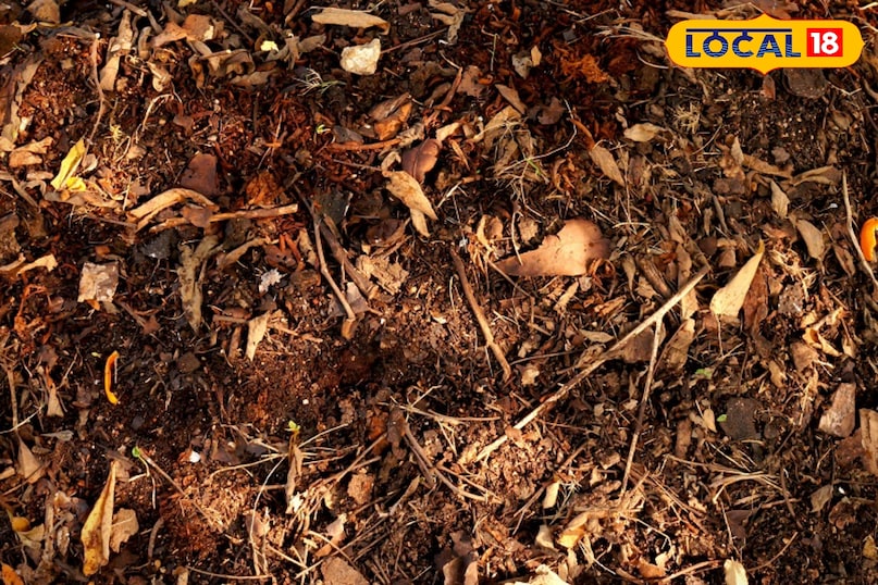 ऑर्गेनिक खाद 