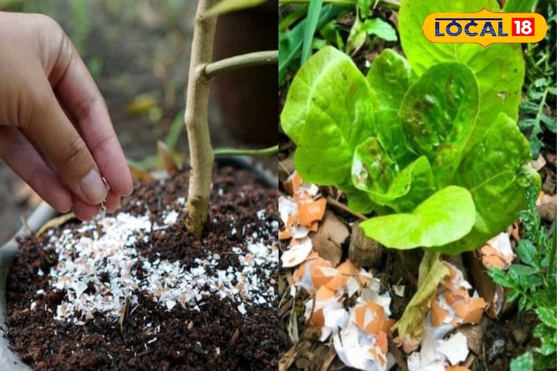 ऑर्गेनिक खाद 