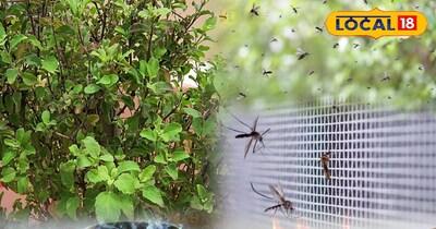 मच्छर भागने का उपाय