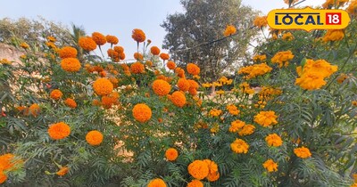 गेंदा की फसल में रोग।