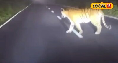 सड़क पर चहलकदमी करते नजर आई बाघिन.