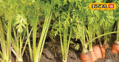 गाजर की खेती के लिए यह सही टाइम है