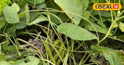 इन बीमारियों में है रामबाण