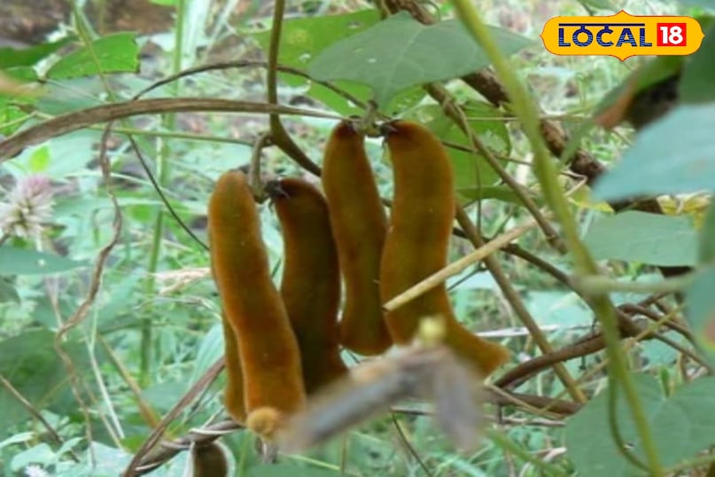 केवाच केवाच