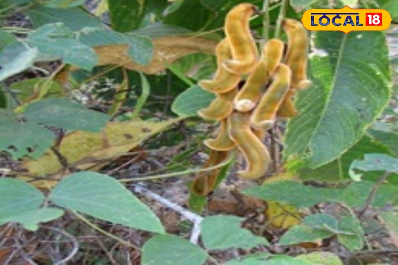 केवांच केवांच