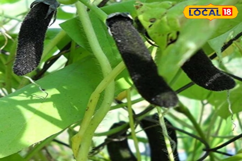 केवाच केवाच