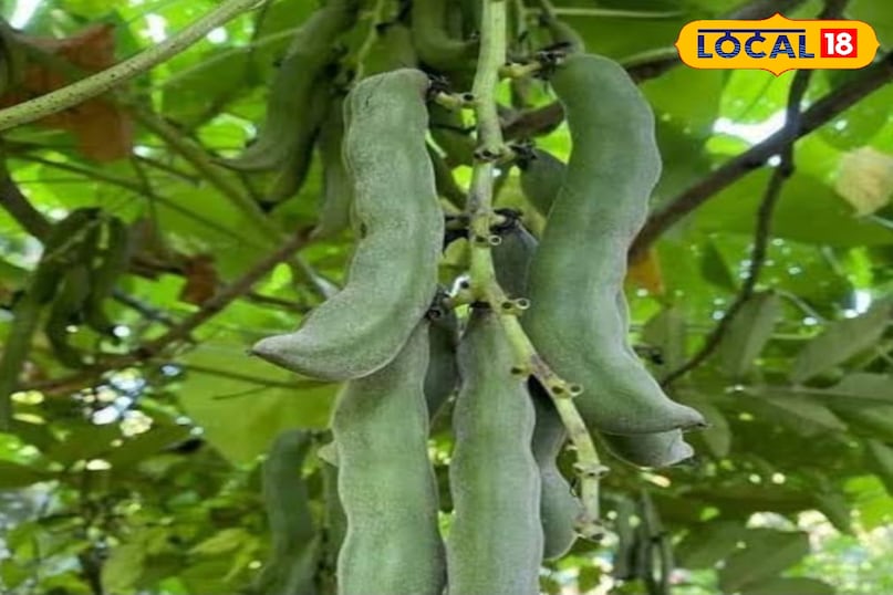 केवाच का पौधा केवाच का पौधा