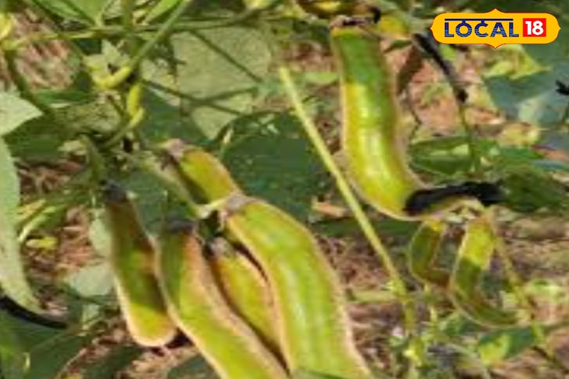 केवाच केवाच